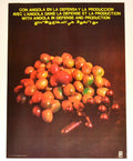1978 Cuban OSPAAAL Political Poster.Cold War era.ANGOLA.Africa.Coffee & Bullets
